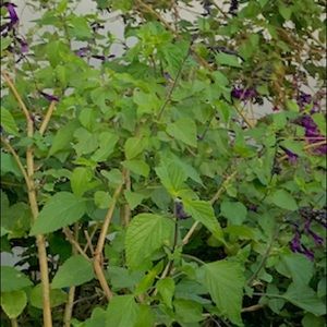 Meet your Posher, Camila